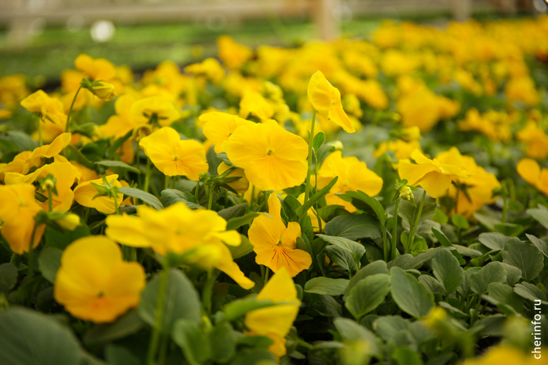 В Череповце летом распустится почти полмиллиона цветов.