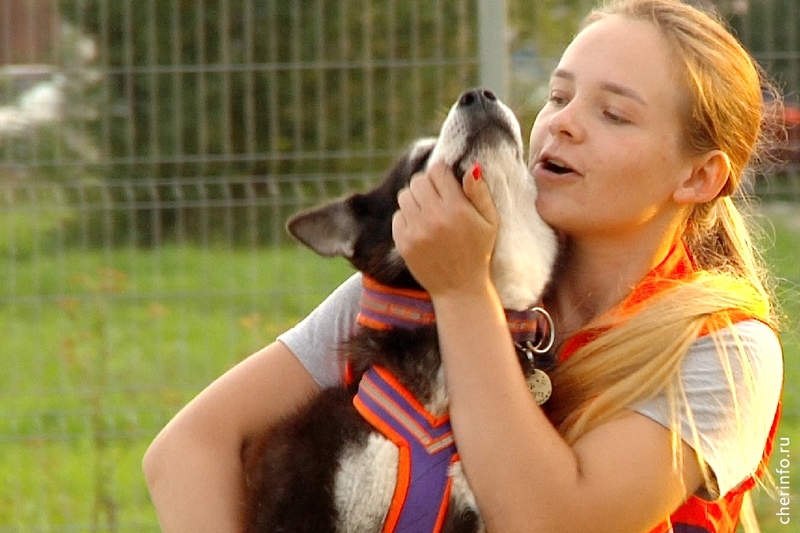 В Череповце на Леднева для собак построят «ДогПарк».