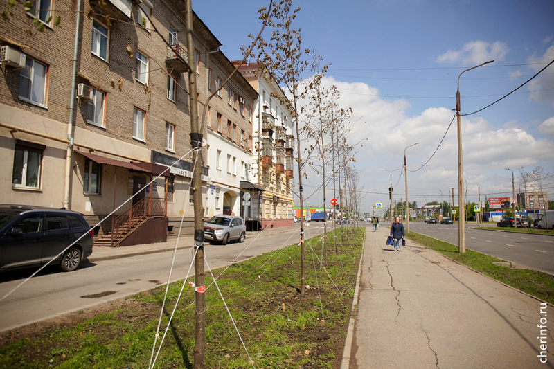 Засохшие деревья на улице Сталеваров.