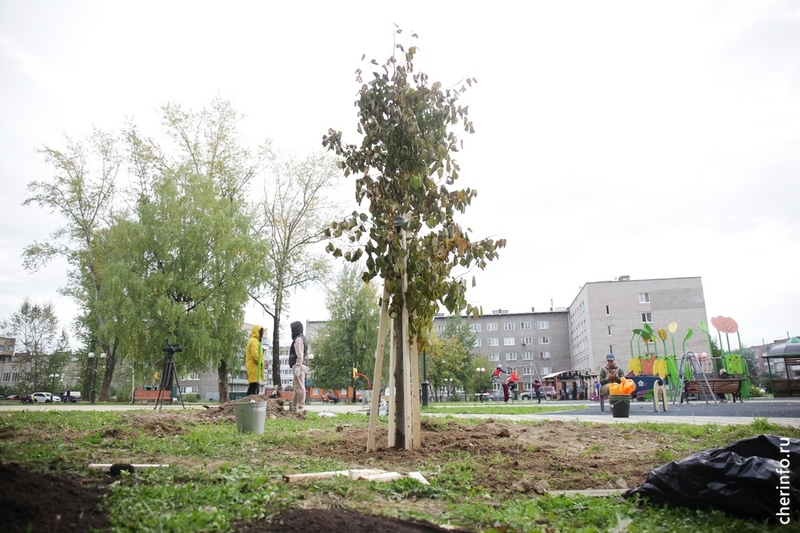 Посадки деревьев в сквере «Семейный».