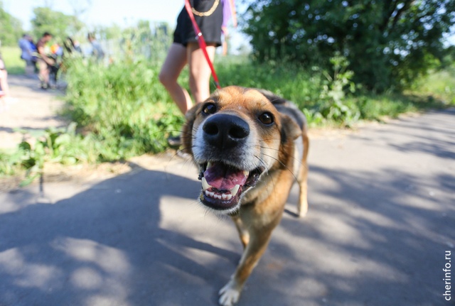 В Вологодской области собак теперь можно выгуливать только на поводке.