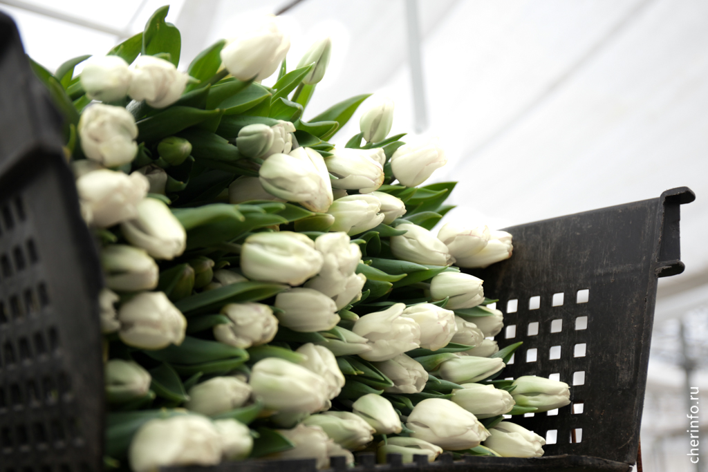 В Череповце весной расцветет больше 20 тысяч белых тюльпанов.