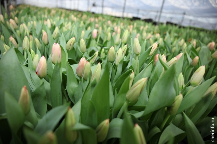 В мае на улицах Череповца распустится больше 71 тысячи тюльпанов.